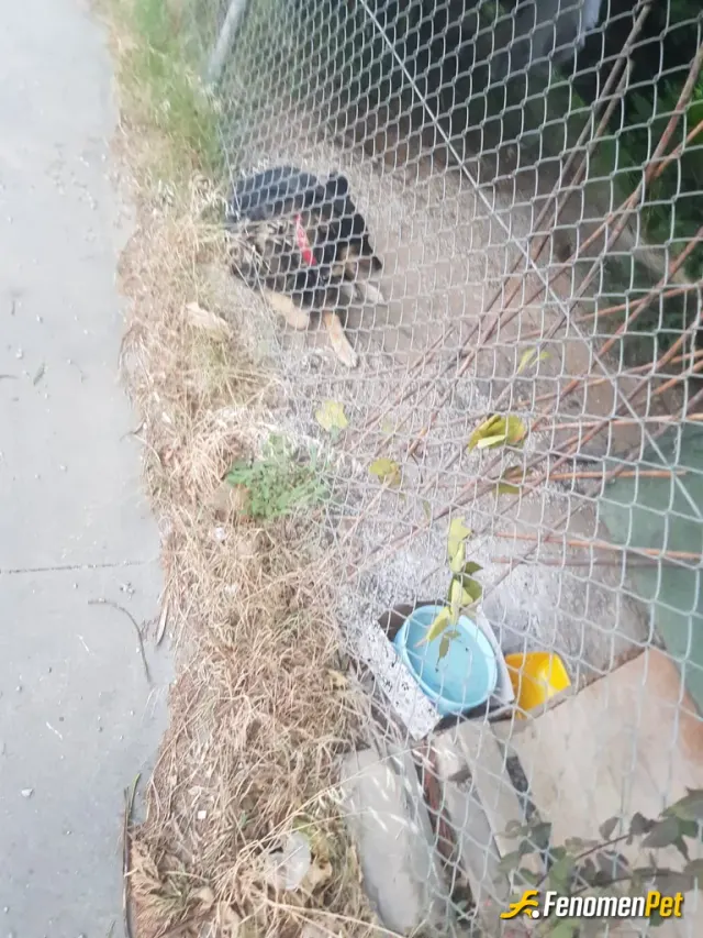 Sokak hayvanı besleme: Köpeklere ayrı bir sempatim var komsumun köpeğine ve sokaktaki hayvalnlara yardım etmeyi seviyorum