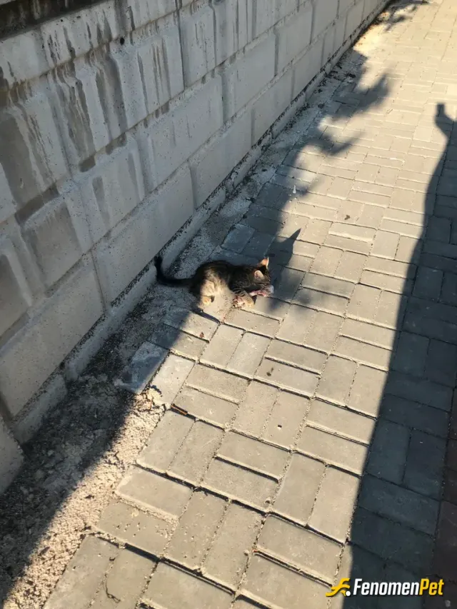 Sokak hayvanı besleme: Kedim koca bir eti afiyet ile yedi.