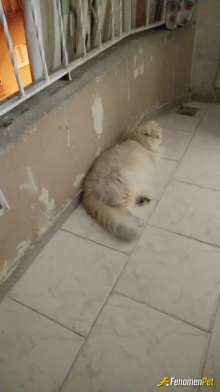 Sokak hayvanı besleme: Her hafta amazondan bir çuval mama alıp sokağın her yerine kab koyarım