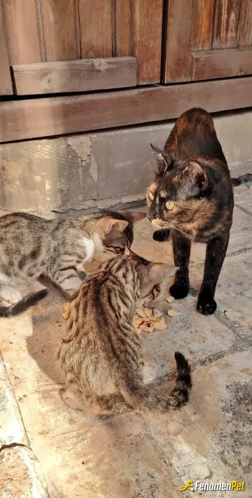 Sokak hayvanı besleme: Böyle bir şeye vesile olmanız çok hoş.