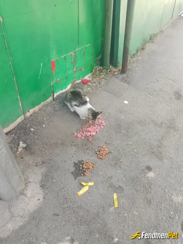 Sokak hayvanı besleme: Fenomenpet