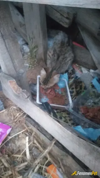 Sokak hayvanı besleme: Paylaştıkça çoğalır  sevgiler