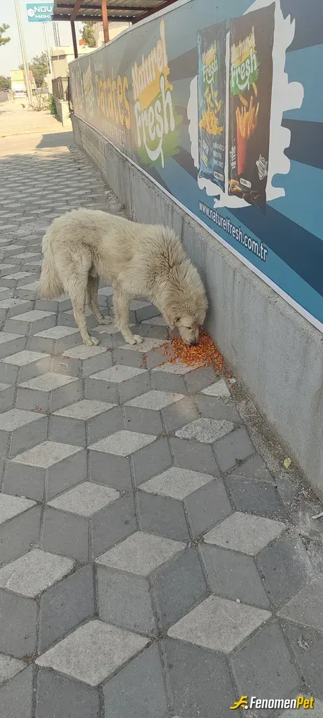 Sokak hayvanı besleme: Aç bir köpeğe çalıştığım fabrikada önüne arta kalan yemek koydum