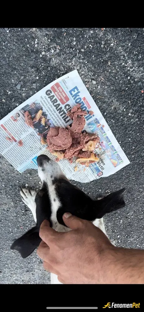 Sokak hayvanı besleme: zekeriyaköyde ıslak mama hastası sürekli beslediğim Max akrkadaşımız :)