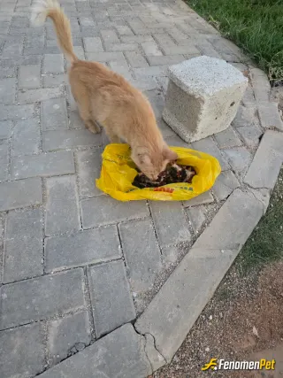 Sokak hayvanı besleme: .