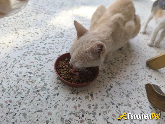 Sokak hayvanı besleme: #fenomenpet Fenomenbet  toplam 4 yavru ve 2 yetişkin kedi mamalandı. 😉