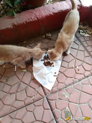 Sokak hayvanı besleme: Petsopdan kuru mama alıp 250 gram onları yavru kedi ve annesine verdim