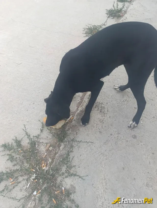 Sokak hayvanı besleme: Onlarda bizim gibi canlı.