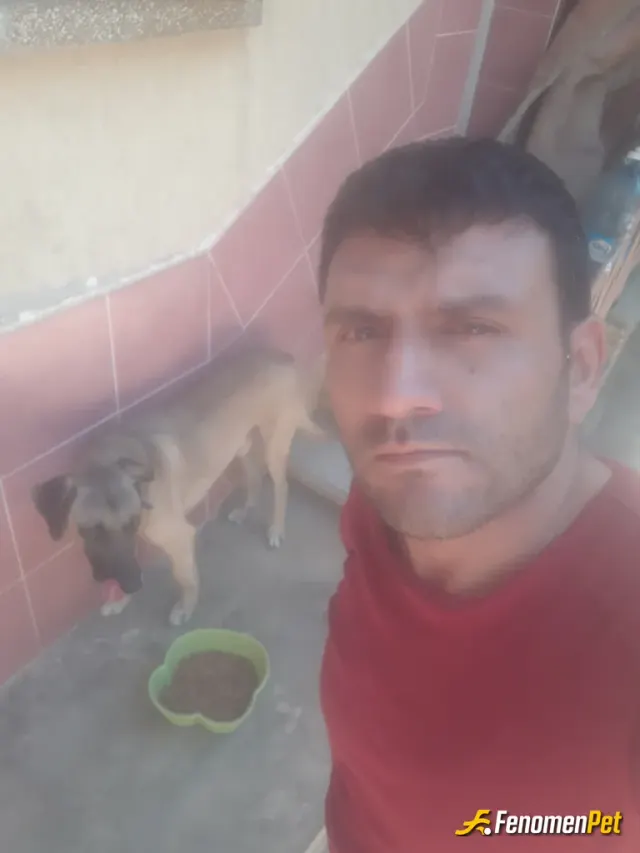 Sokak hayvanı besleme: #Fenomenpet hashtagi pasalarin pasasi :))