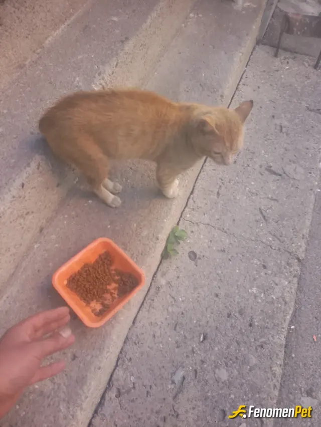 Sokak hayvanı besleme: Kendi elimle mama veriyom