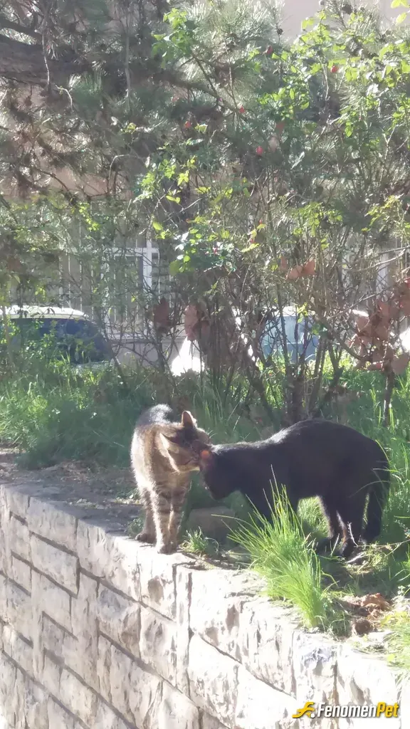 Sokak hayvanı besleme: Çevremdeki kedilere bu sıcakta su ve mama verdim