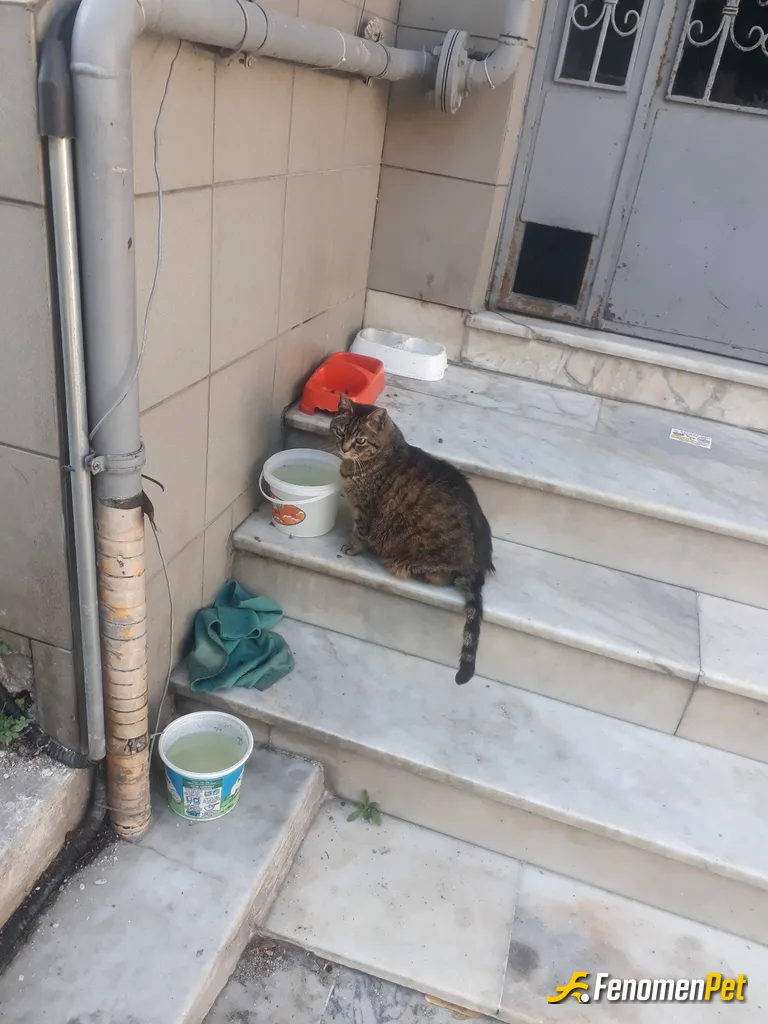 Sokak hayvanı besleme: #Fenomenpet Sokak dostlarımız