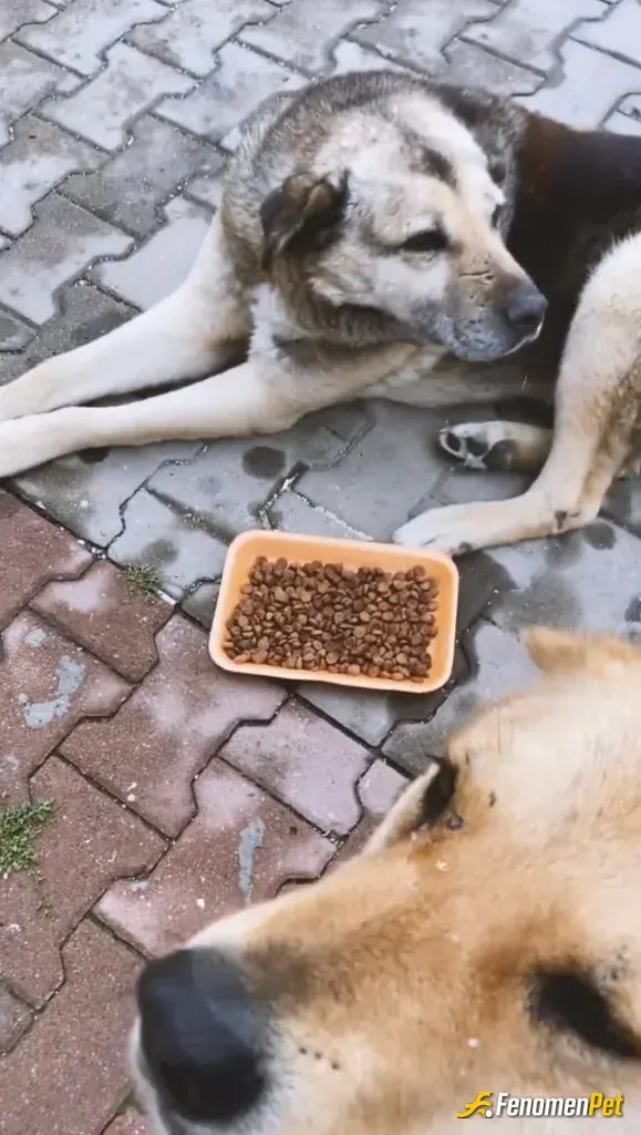 Sokak hayvanı besleme: bir mutlulukları ömre bedel ❤️