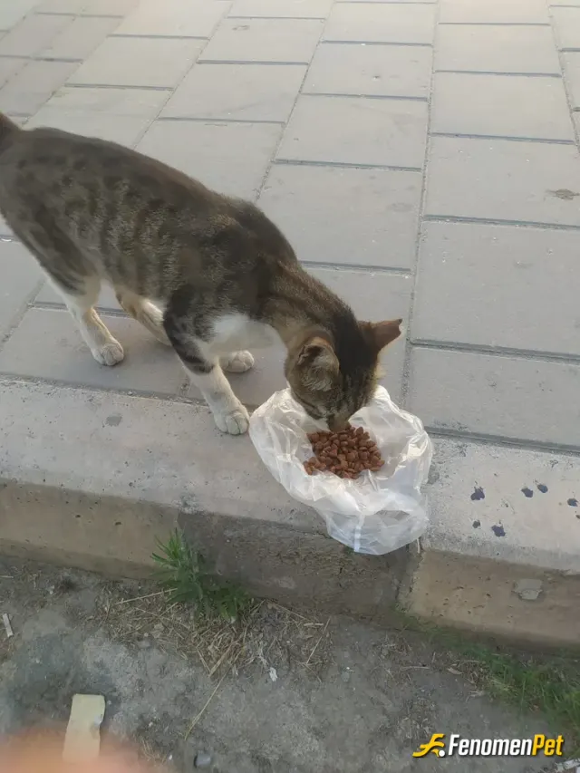 Sokak hayvanı besleme: sokak hayvanlarımızı koruyalım