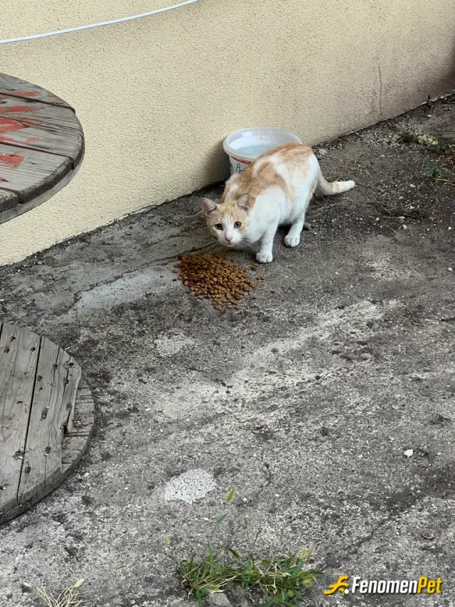 Sokak hayvanı besleme: #fenomenpet bizim evin etrafında çok kedi var besliyoruz onları bu ilk defa geldi çekindi biraz uzaklaşınca ye