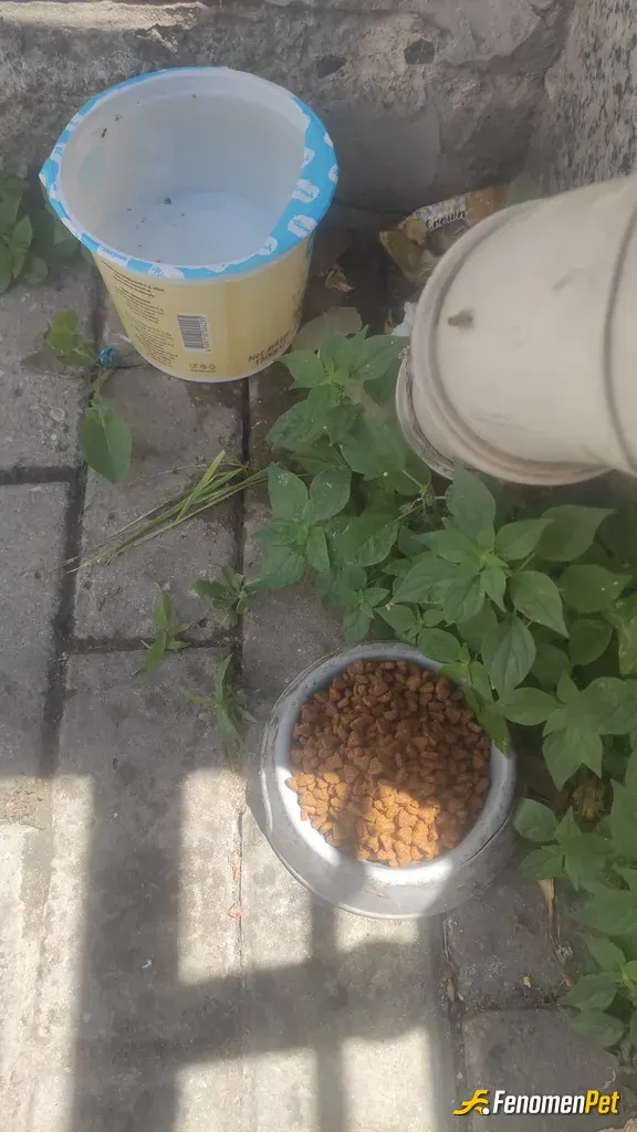 Sokak hayvanı besleme: Hayvan sevmiyenin içinde insan sevgisine asla olmaz ...