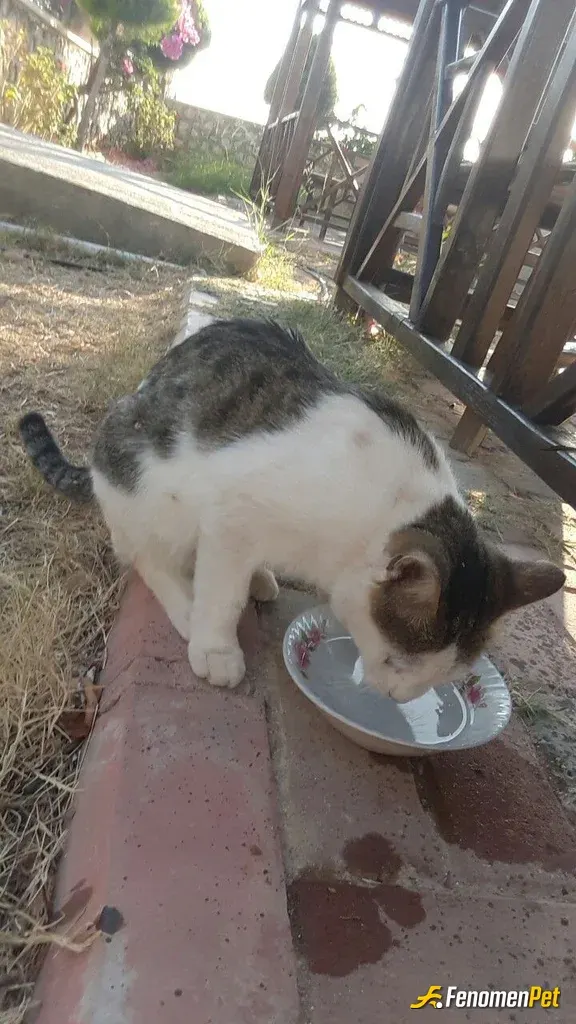 Sokak hayvanı besleme: Aslanım susamış