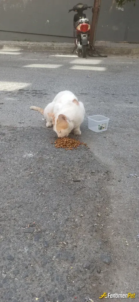 Sokak hayvanı besleme: Onları unutmayalım sokaklardan ki can olar