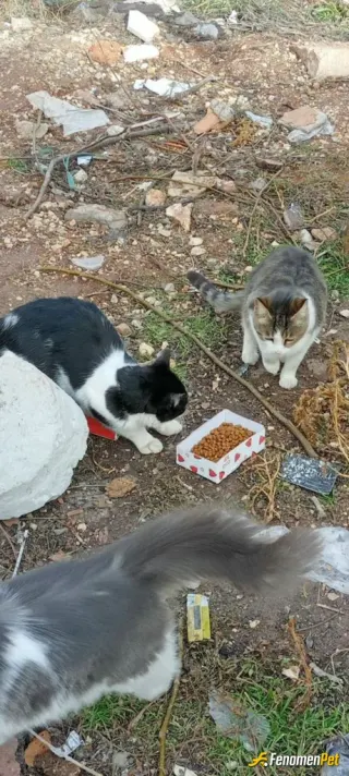 Sokak hayvanı besleme: Sevelim sevilelim