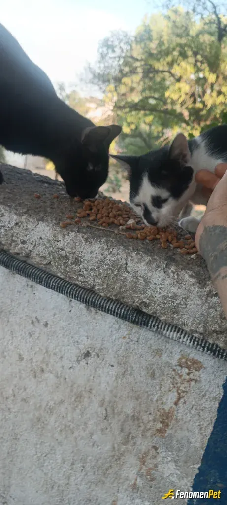 Sokak hayvanı besleme: Kedileri mama ile besledim