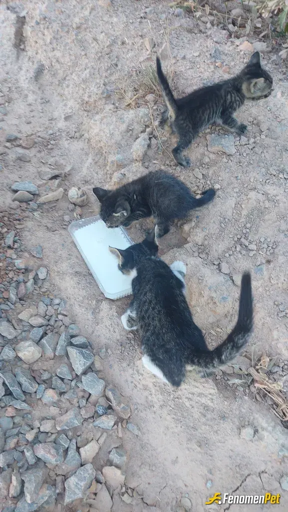 Sokak hayvanı besleme: Arabayla dağlarda gezerken yavru kedi seslerini duyduk hemen şehire inip süt aldık ve cok şükür kediler sahipl