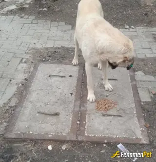 Kirat51 sokak hayvanını beslerken çektiği fotoğraf