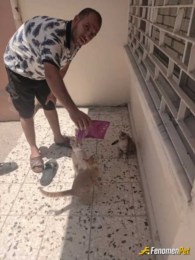 Sokak hayvanı besleme: Onlara özel mama ile besledim.