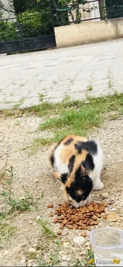 Sokak hayvanı besleme: Yem aldım besledim herşey çok güzel oldu