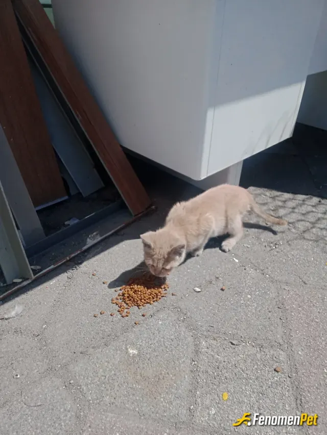 Sokak hayvanı besleme: #Fenomenpet