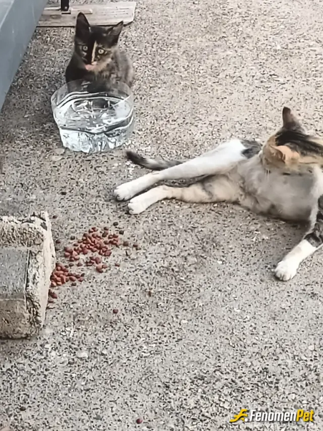 Sokak hayvanı besleme: Yeni doğum yapan anne ve 3 tane yavru kediyi yaş kuru mamayla besliyorum