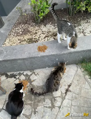 Sokak hayvanı besleme: Daima yardım edin