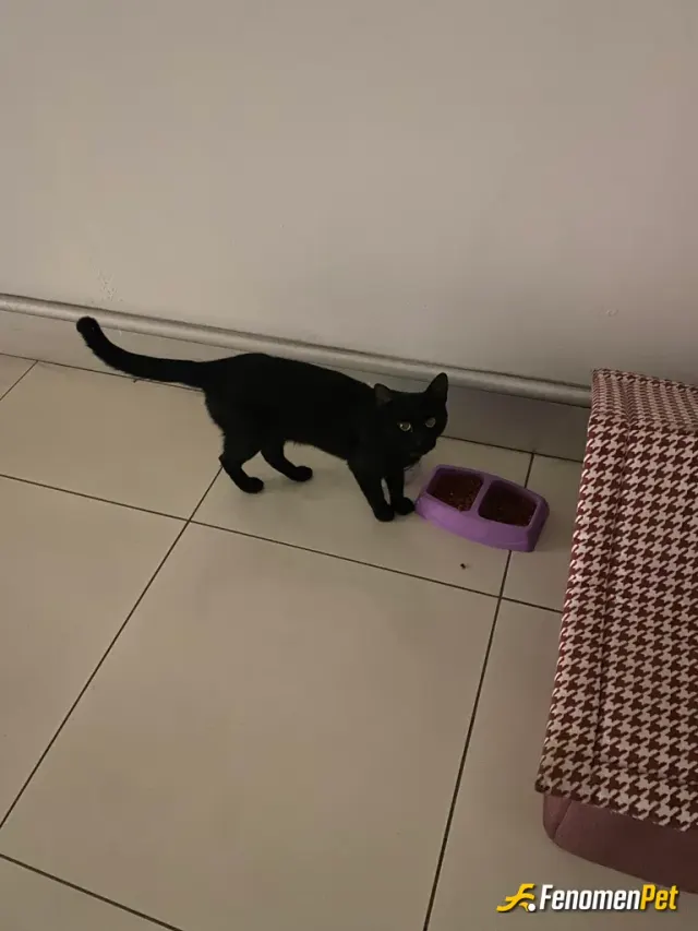Sokak hayvanı besleme: Her zaman beslediğim sırdaşım canım karam ❤️