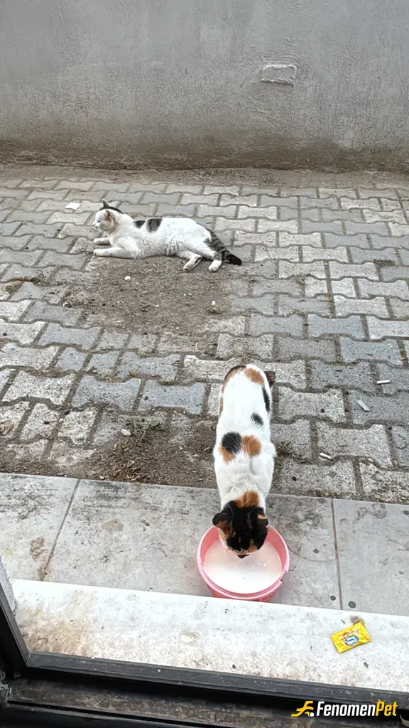 Sokak hayvanı besleme: Her sabah pencerenin önünde beraberiz bunlarla. Bazen eve bile girdikleri olur yatağımda uyudukları olur.
#Fe