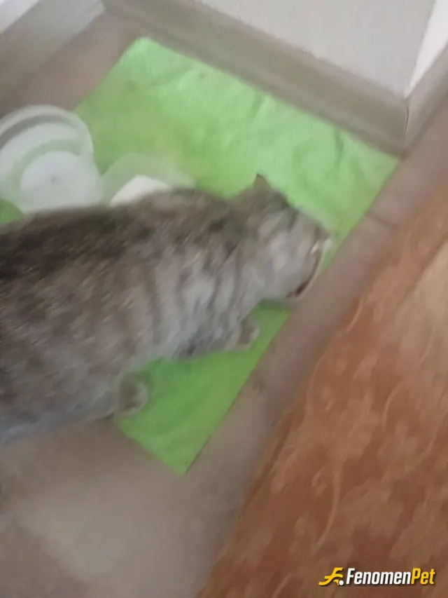 Sokak hayvanı besleme: Sayenizde bir kedi sahiplendim