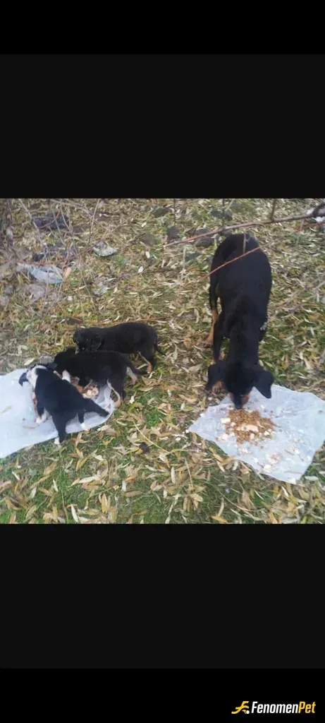 Sokak hayvanı besleme: #Fenomenpet her insanin icinde bir ufakda olsa vicdani vardir