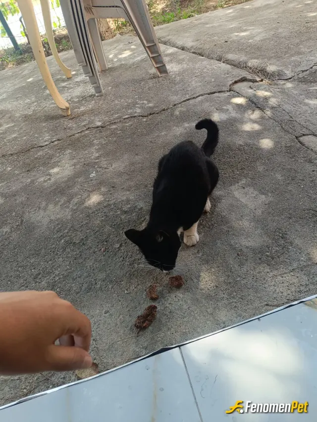 Sokak hayvanı besleme: Her gün kendi bahçemde besliyorum onlarda bizim gibi canlı ve mamaya suya ihtiyacı var