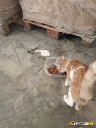 Sokak hayvanı besleme: Her gün farklı kedilere mama bırakıyorum