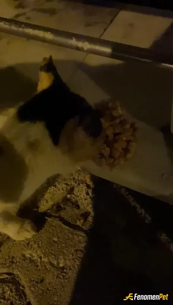 Sokak hayvanı besleme: markete giderken pesimden geliyodu miyavladı ona da yaş mama aldım. videoya çektim videodan fotoğraf aldım. il