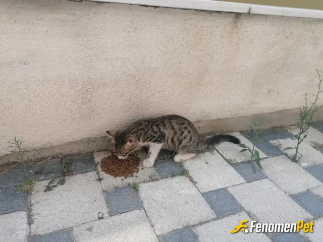Sokak hayvanı besleme: Onlar benim canım yeme saatlerini hepsini bilirler evimde de kesim kuşum var