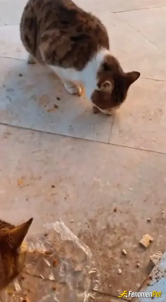 Sokak hayvanı besleme: Orda 3 4 tane kedi vardı sürekli bulunduğum alanda zaten hep kedi maması veriyordum benim kedime ait mamalarda