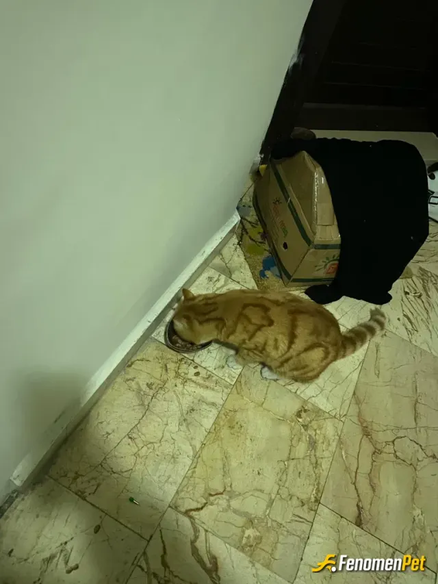 Sokak hayvanı besleme: Evinizin biricik tarçını ❤️