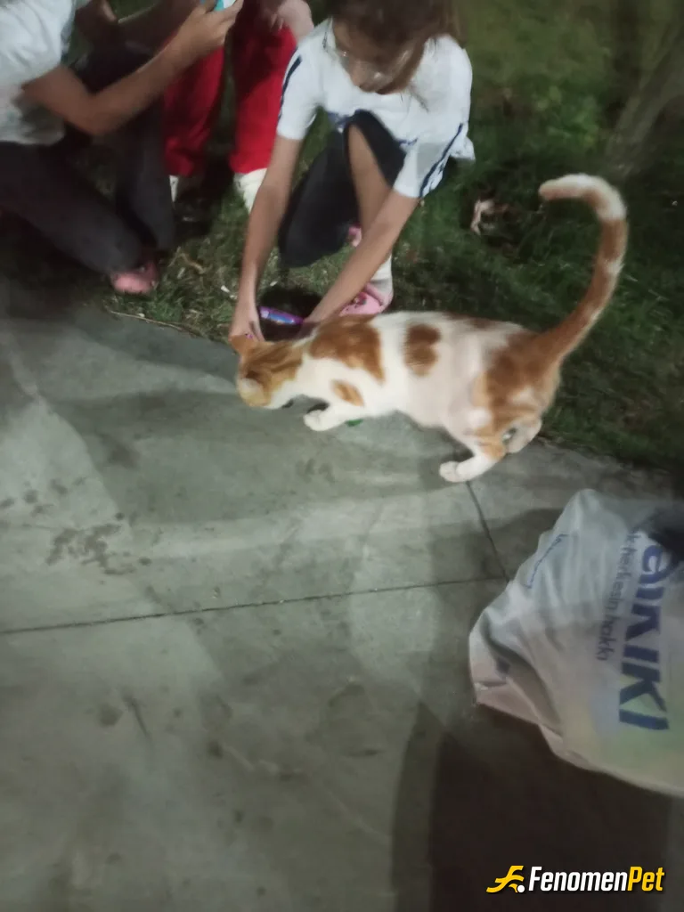 Sokak hayvanı besleme: Mama alıp verdik mutluyuz