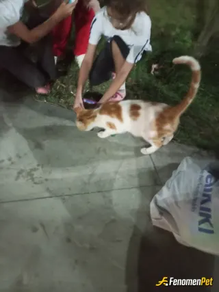Sokak hayvanı besleme: Mama alıp verdik mutluyuz