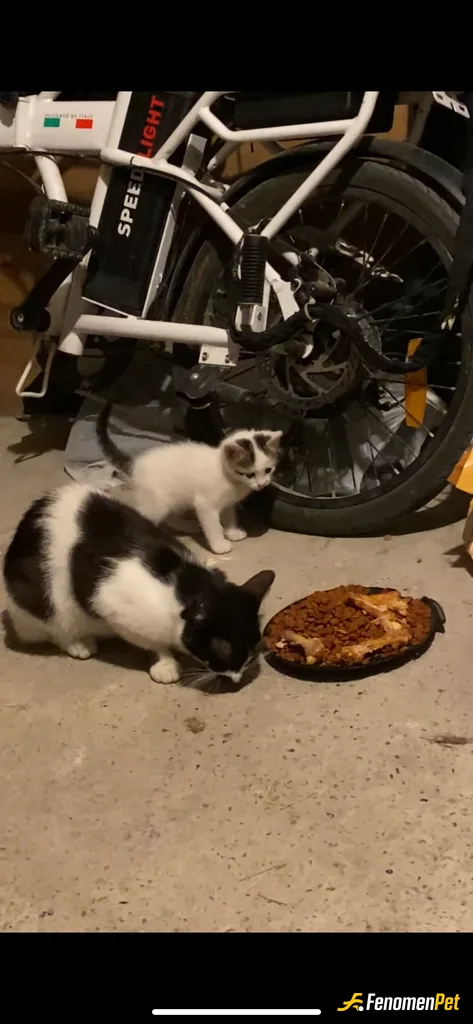 Sokak hayvanı besleme: #Kedi sevmeyen insanda sevemez