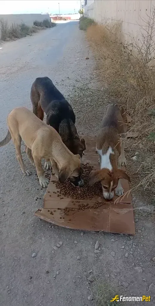 Sokak hayvanı besleme: Sizlere teşekkür ederim böyle bir kampanya ile sokaktaki canlarımıza yardımcı olduğunuz için.
