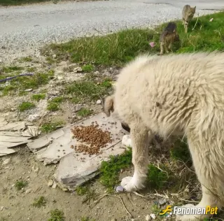 Sokak hayvanı besleme: #Fenopet
#Pet