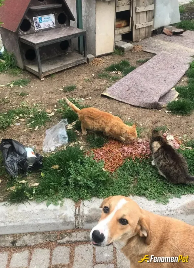Sokak hayvanı besleme: Sokak hayvanları candır canlarımızı besleyelim