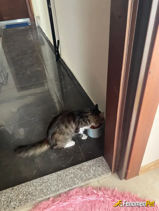 Sokak hayvanı besleme: #Fenomenpet Onlar Bizim canımız
Fenomenbet pati dostu