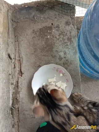 Sokak hayvanı besleme: Besledim