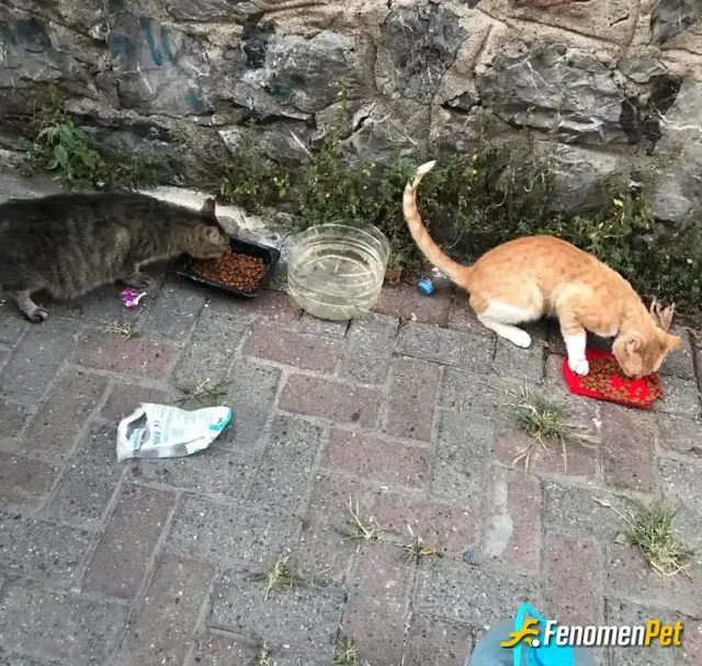 Sokak hayvanı besleme: Çok açıkmışkar